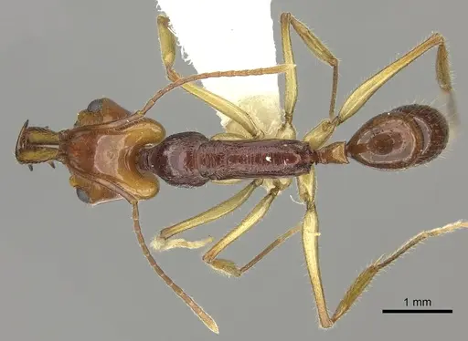 Anochetus alae specimen