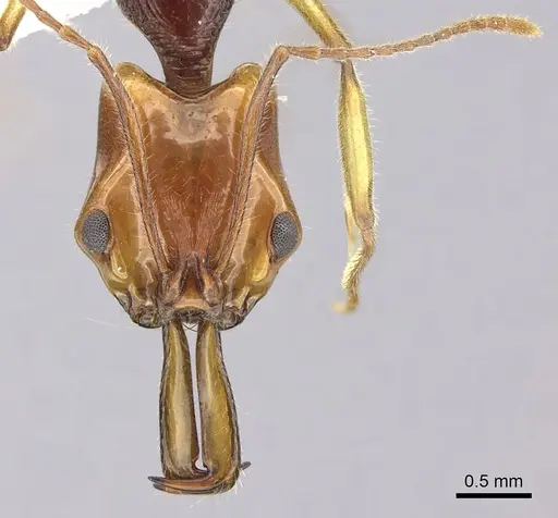 Anochetus alae specimen