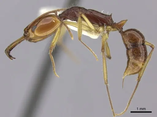 Anochetus alae specimen