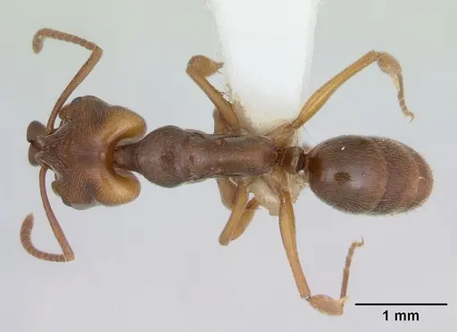 Anochetus altisquamis specimen