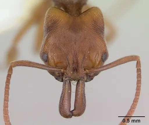 Anochetus altisquamis specimen