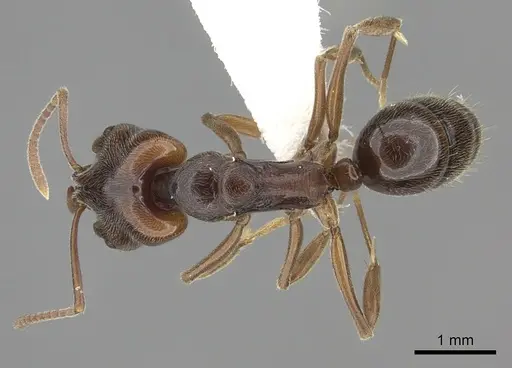 Anochetus altisquamis - CASENT0260487