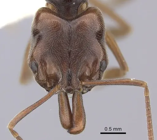 Anochetus altisquamis - CASENT0260487