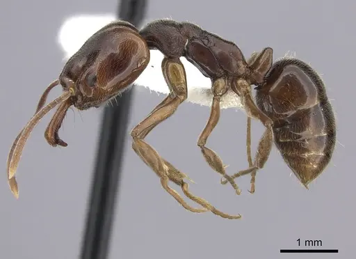 Anochetus altisquamis - CASENT0260487