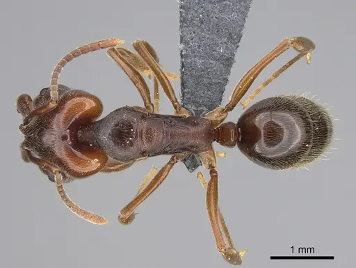 Anochetus altisquamis - CASENT0381057