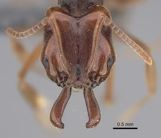 Anochetus altisquamis - CASENT0381057