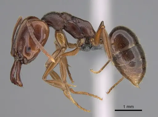 Anochetus altisquamis - CASENT0381057