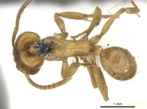 Anochetus altisquamis - CASENT0902433