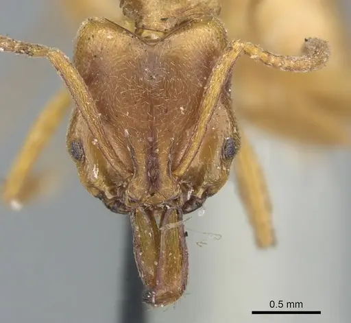 Anochetus altisquamis - CASENT0902433