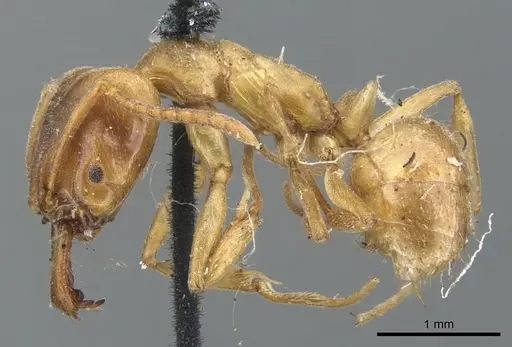 Anochetus altisquamis - CASENT0902433