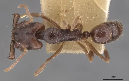 Anochetus altisquamis - CASENT0915154