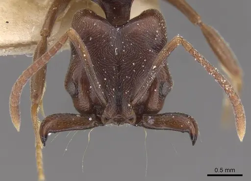 Anochetus altisquamis - CASENT0915154