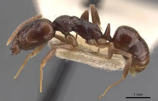 Anochetus altisquamis - CASENT0915154