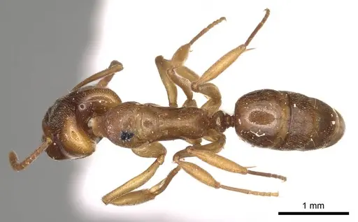 Anochetus altisquamis - CASENT0915885