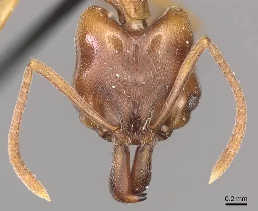 Anochetus altisquamis - CASENT0915885