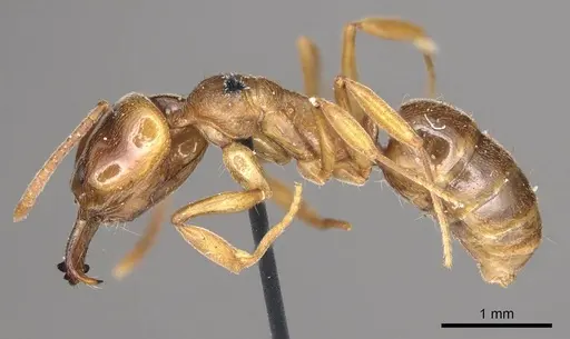 Anochetus altisquamis - CASENT0915885