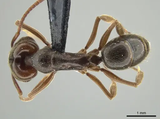 Anochetus altisquamis - DZUP549114