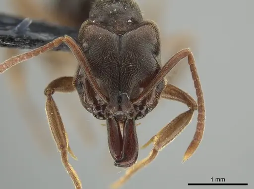 Anochetus altisquamis - DZUP549114