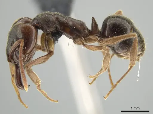 Anochetus altisquamis - DZUP549114