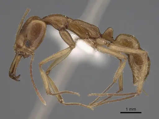 Anochetus angolensis specimen