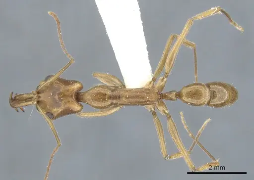 Anochetus angolensis - CASENT0902454