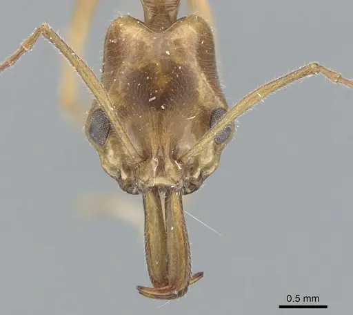 Anochetus angolensis - CASENT0902454