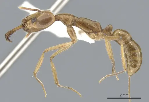 Anochetus angolensis - CASENT0902454