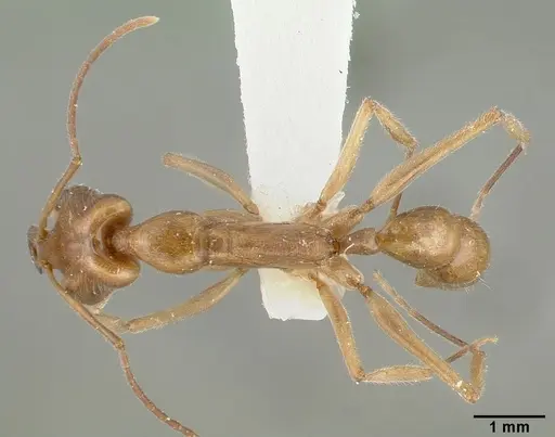 Anochetus angolensis - CASTYPE13133