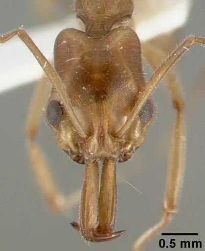 Anochetus angolensis - CASTYPE13133