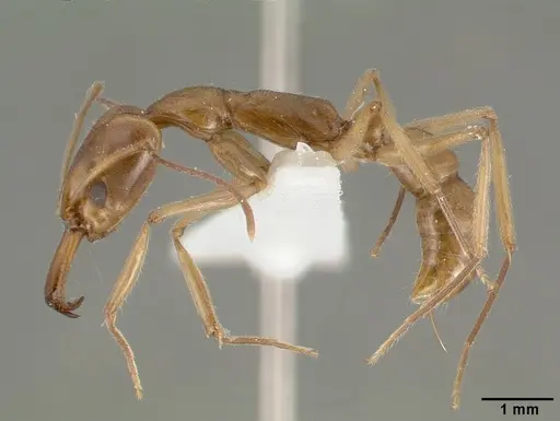 Anochetus angolensis - CASTYPE13133