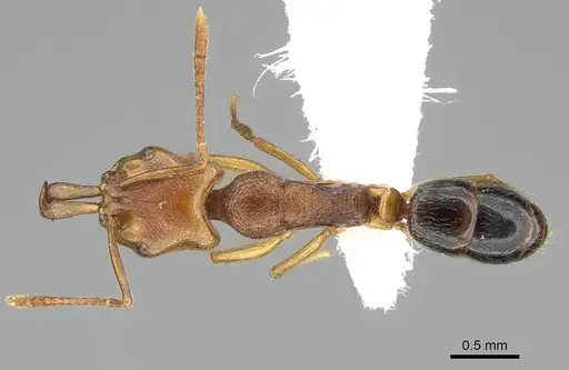 Anochetus annetteae specimen