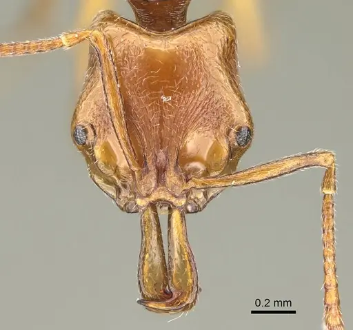 Anochetus annetteae specimen