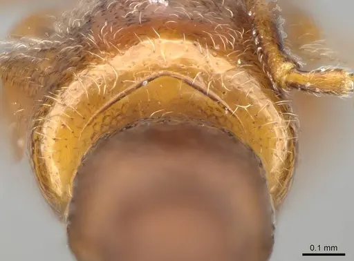 Anochetus annetteae specimen