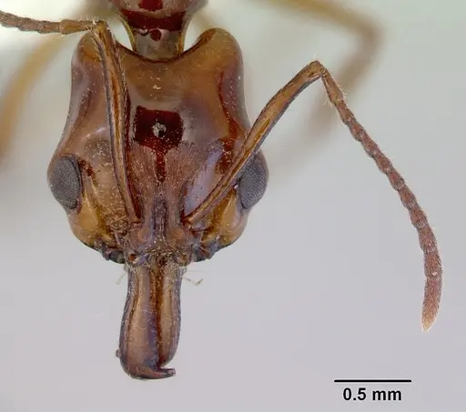 Anochetus armstrongi specimen