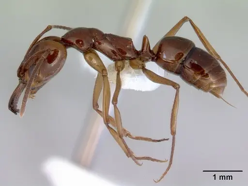 Anochetus armstrongi specimen