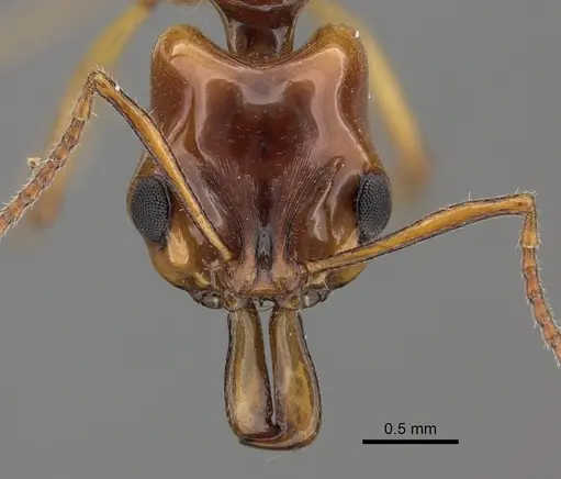 Anochetus armstrongi - CASENT0260488