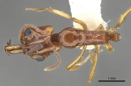 Anochetus armstrongi - CASENT0902449