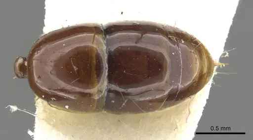 Anochetus armstrongi - CASENT0902449