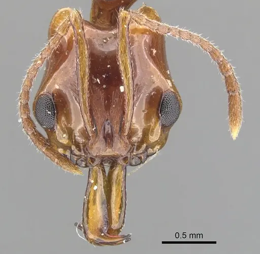 Anochetus armstrongi - CASENT0902449