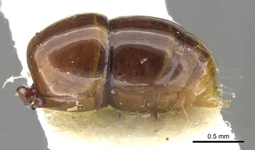 Anochetus armstrongi - CASENT0902449