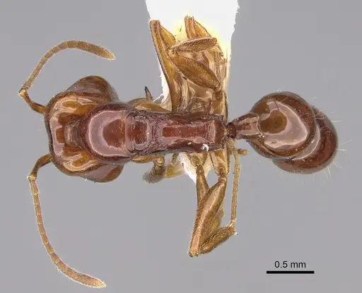 Anochetus avius specimen