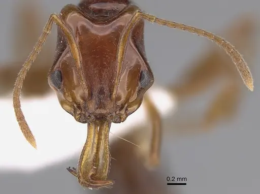 Anochetus avius specimen