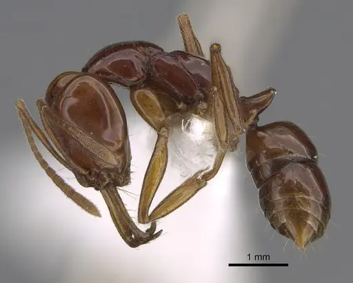 Anochetus avius specimen