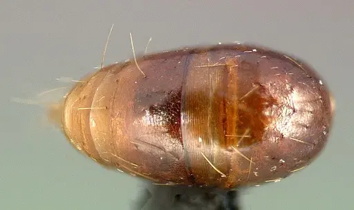 Anochetus bequaerti specimen