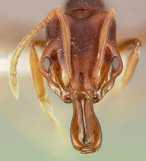 Anochetus bequaerti specimen