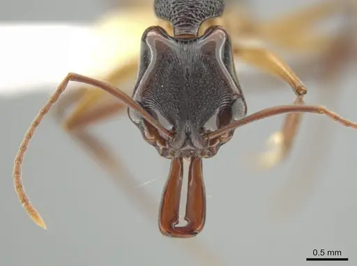 Anochetus bispinosus specimen