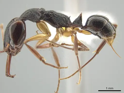 Anochetus bispinosus specimen