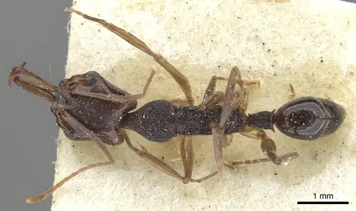 Anochetus bispinosus - CASENT0902432