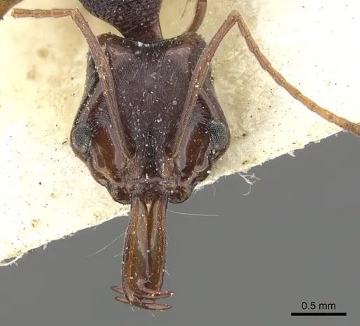 Anochetus bispinosus - CASENT0902432