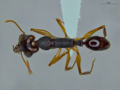 Anochetus bispinosus - ECOFOG-LA15-0289-16